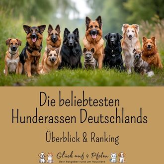 Die beliebtesten Hunderassen in Deutschland Header