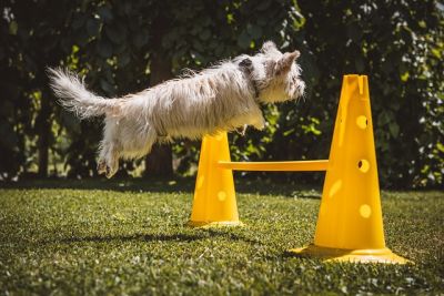 Hundeerziehung-fuer-Anfaenger-Hund-springt