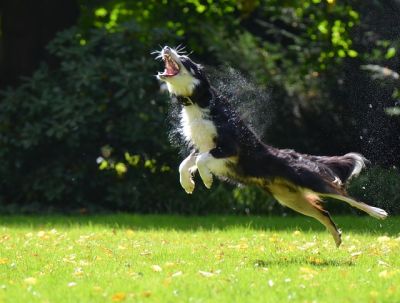 Jagdverhalten-bei-Hunden-kontrollieren-Hund-schnappt-in-die-Luft