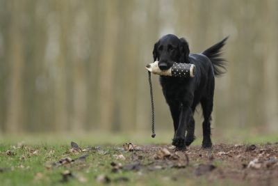 Jagdverhalten-bei-Hunden-kontrollieren-Hund