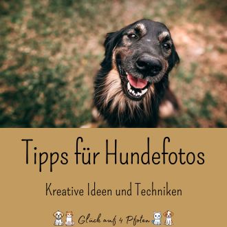 Tipps für Hundefotos - Kreative Ideen und Techniken