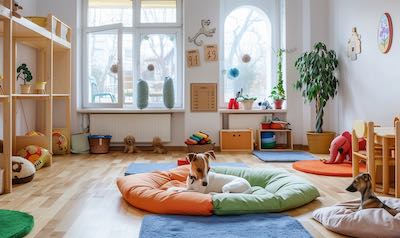 schulbegleithund im kindergarten ruhebereich