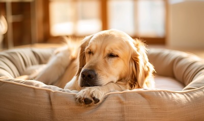 Hund im Urlaub Hundepension Betreuung entspannt