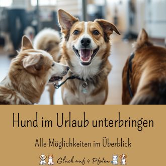 Hund im Urlaub unterbringen – Alle Möglichkeiten im Überblick